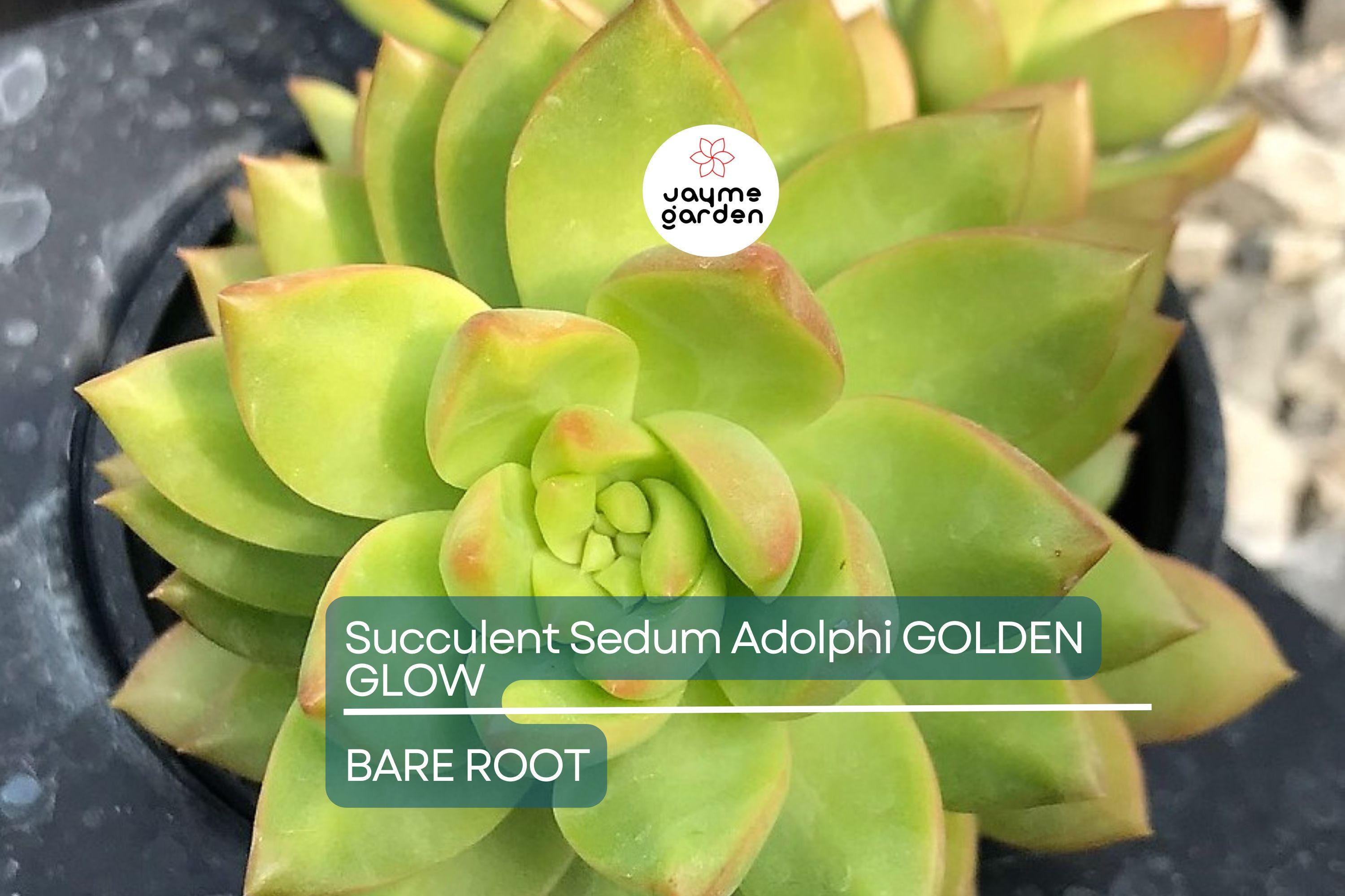 Sedum Adolphi Golden Glow - 3 Live Cuttings, Yellow-Green Rosettes, Orange-Red Highlights, Perfect for Succulent Gardens