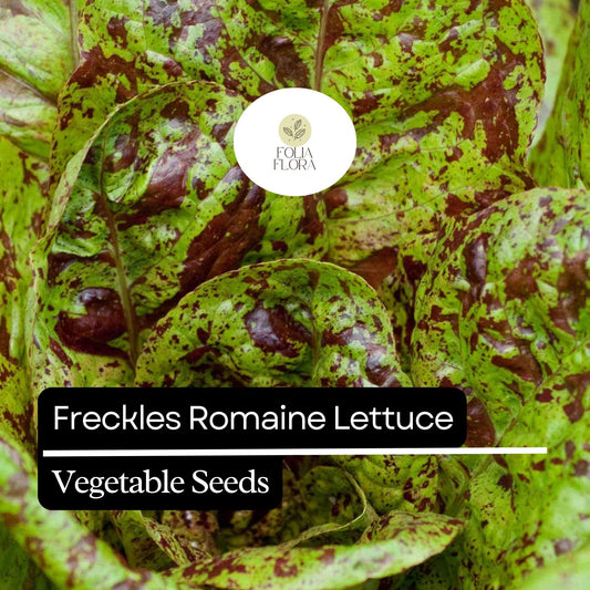 1000 Freckles Romaine Lettuce Seeds – Heirloom, Non-GMO, Speckled Red & Green Leaves