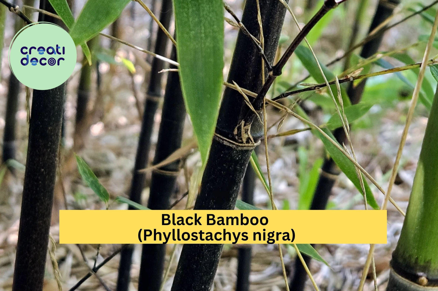 Black Bamboo Rhizomes (3 Pack) – Cold Hardy & Evergreen – Fast-Growing Privacy Screen, Phyllostachys nigra