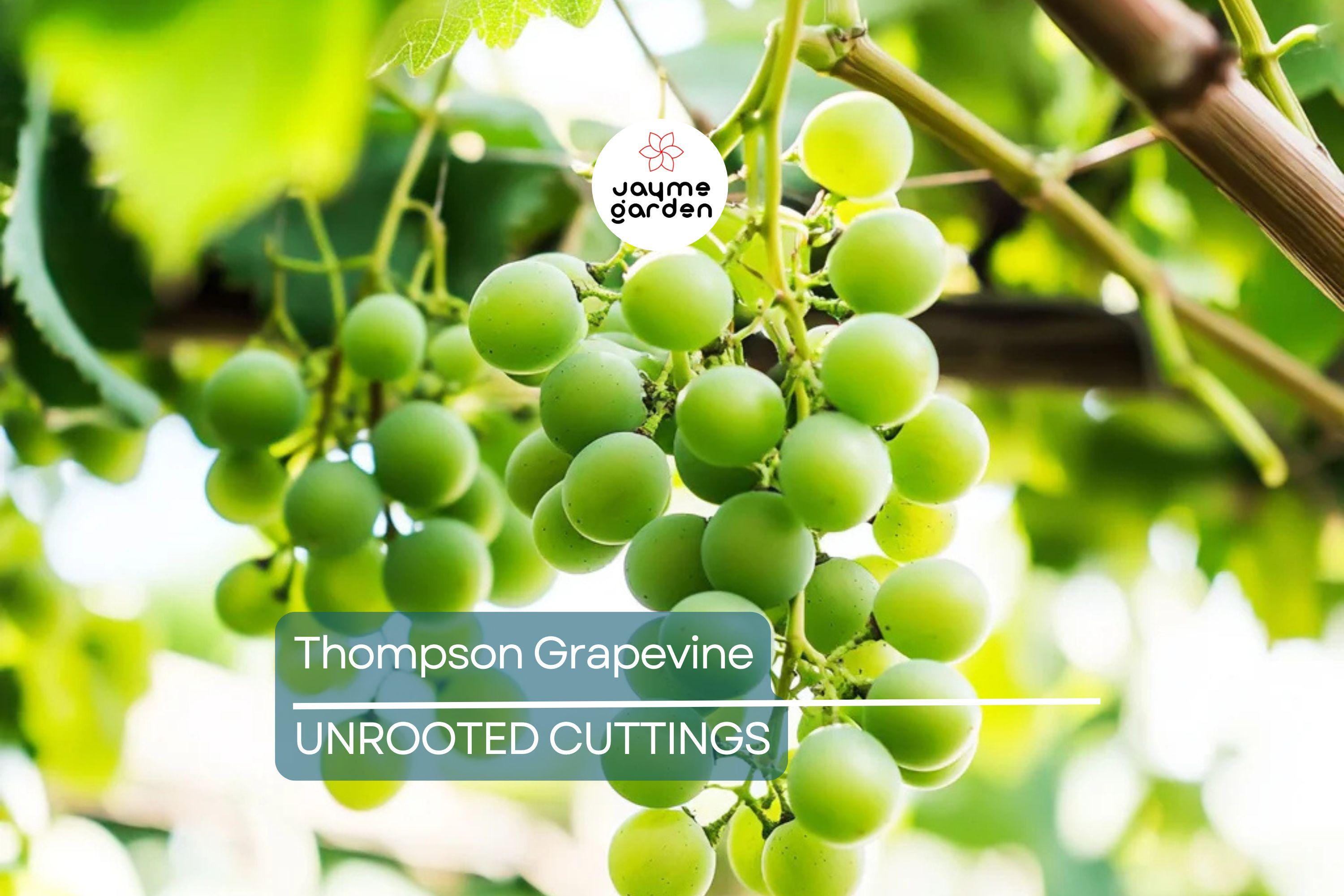 12 Thompson Seedless Grapevine Cuttings | Fresh & Rootable | Edible, Cold and Drought Resistant | Fast Growing Vines