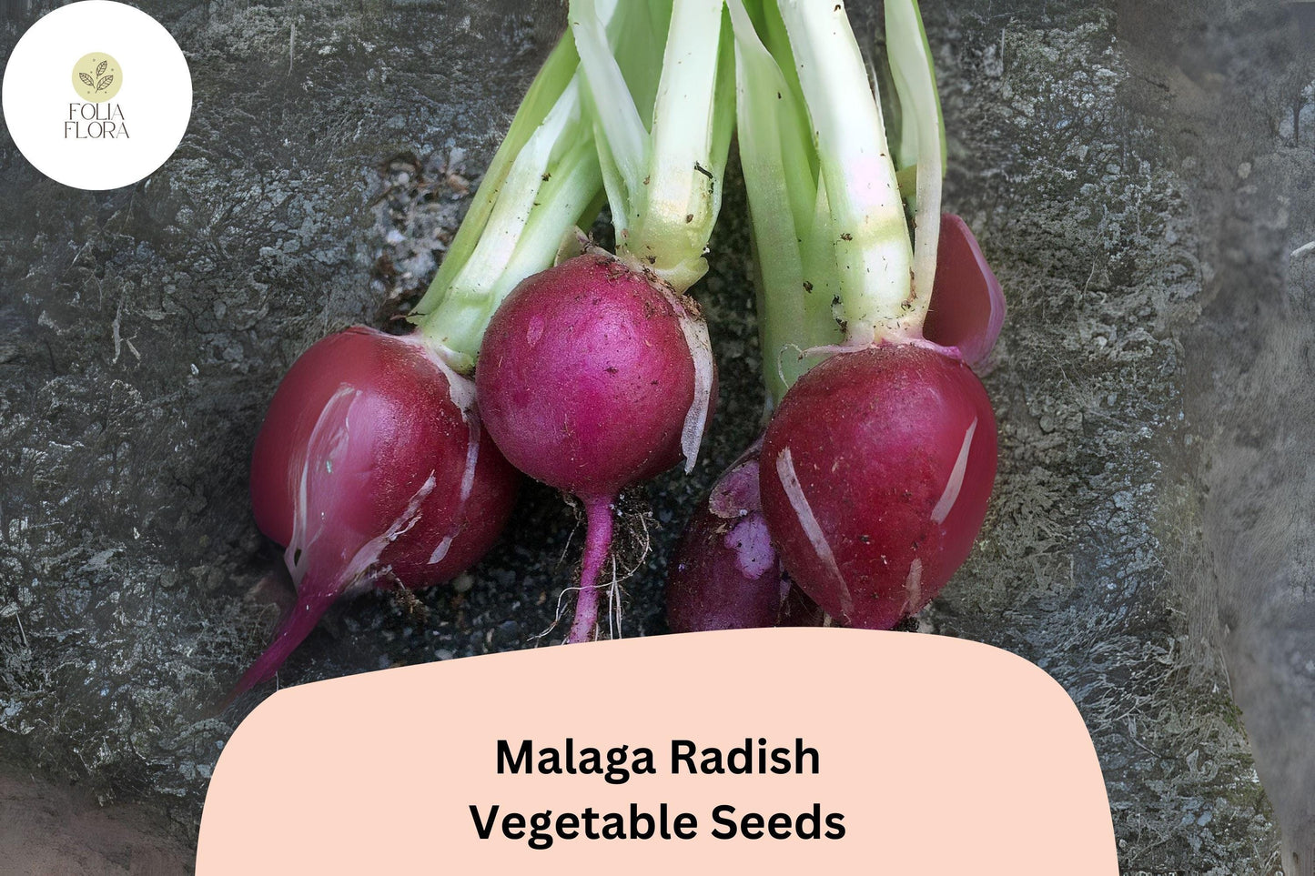 500+ Malaga Radish Seeds – Heirloom Long Red Radish Seeds for Garden Planting