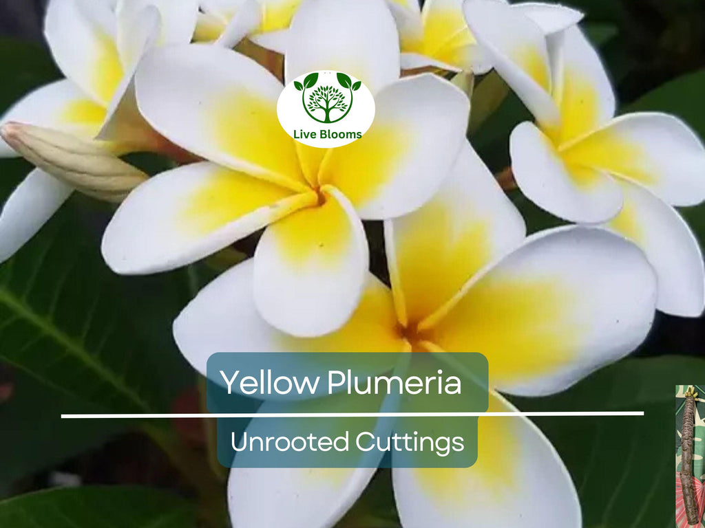 1 Yellow Plumeria Fresh Starter Cutting 10" Unrooted | Plumeria Rubra, Tropical Flowering Plant, Fragrant Yellow Flowers, Easy to Grow