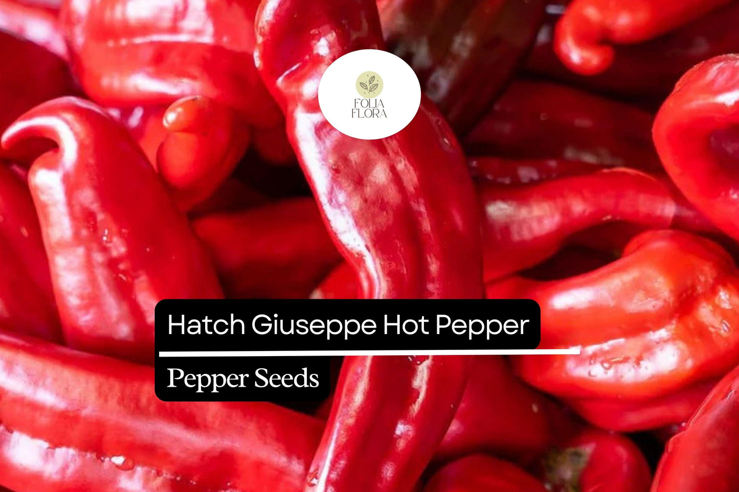 Hatch Giuzeppi Hot Pepper Seeds 250mg | Capsicum annuum | Non-GMO, Medium Heat, Prolific Variety, Perfect for Roasting, Salsas & Sauces