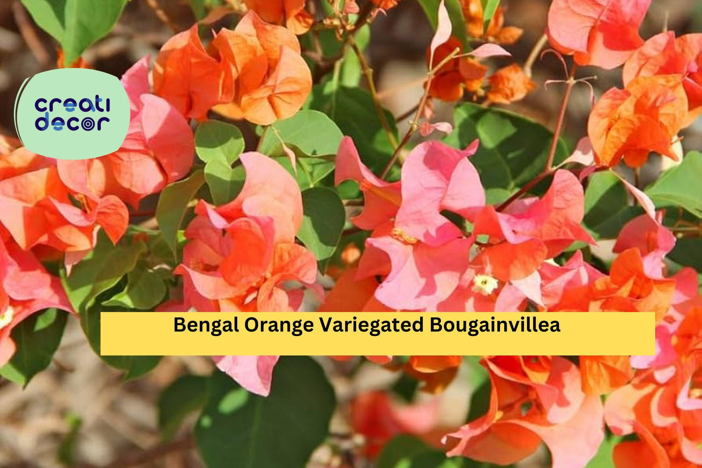 Bengal Orange Variegated Bougainvillea | Live Rooted Starter Plug Plant | Tropical Flowering Vine for Trellis, Fence, Containers