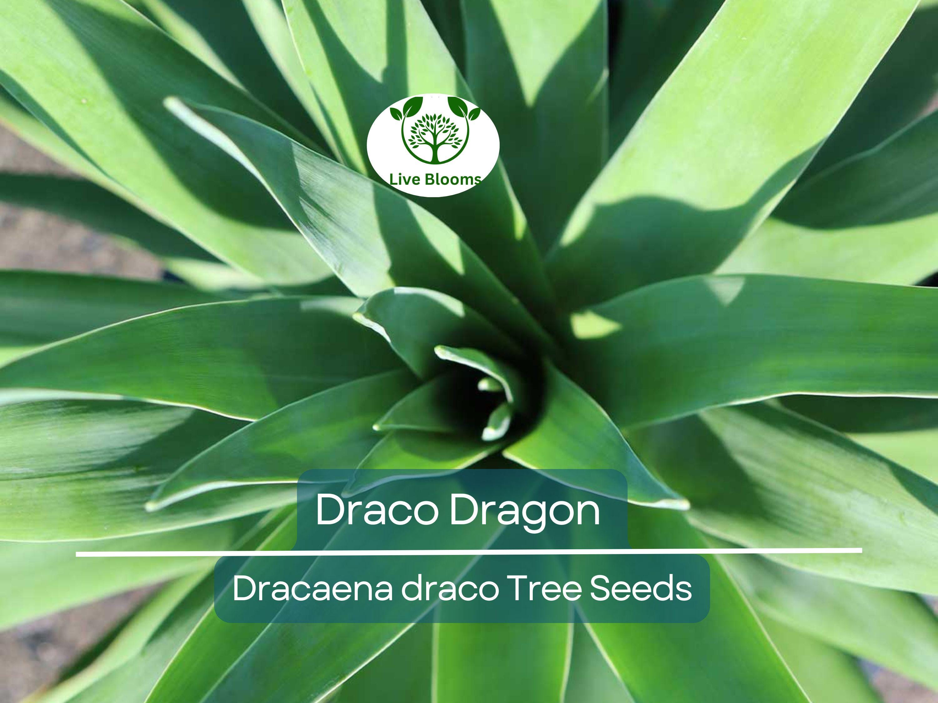 10 Draco Dragon Tree Seeds (Dracaena draco) | Rare Ornamental Plant Seeds | Indoor & Outdoor, Hardy, Exotic Dracaena Species