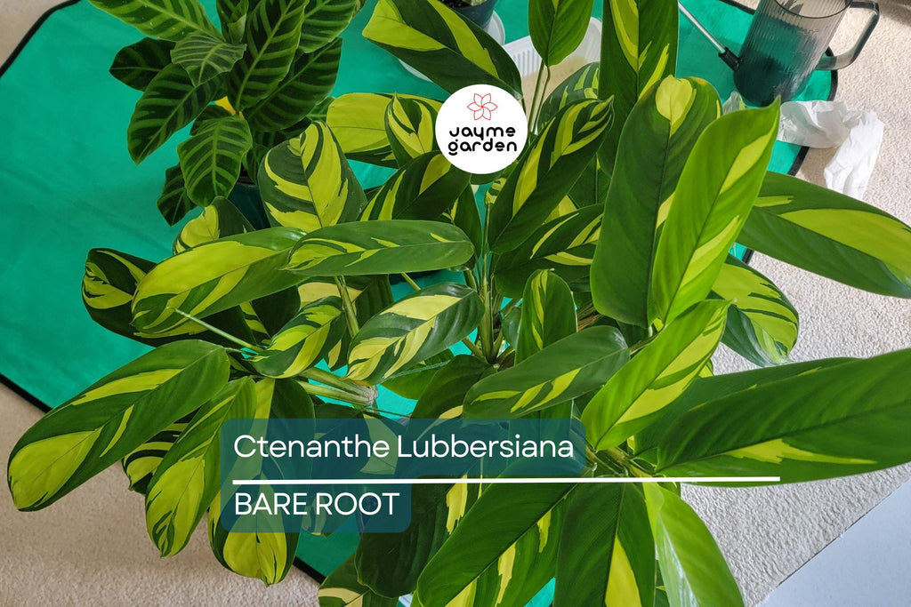 Ctenanthe Lubbersiana ‘Never Never Plant’ – 1 Live Variegated Prayer Plant (1-2’ Tall)