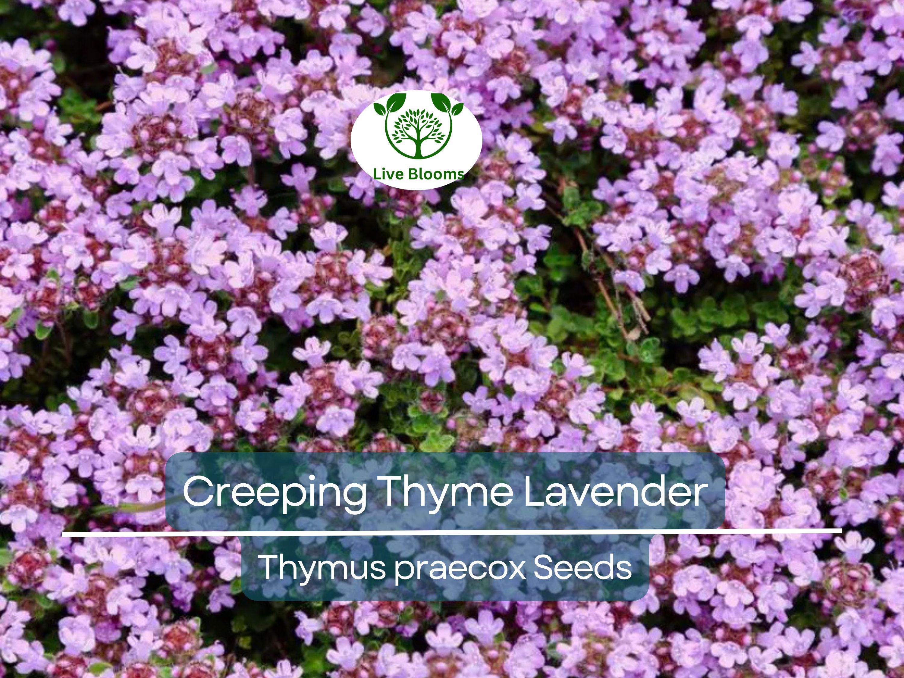 1000 Seeds Creeping Thyme Lavender Groundcover, Perennial Purple Flowers, Non-GMO, Thymus praecox