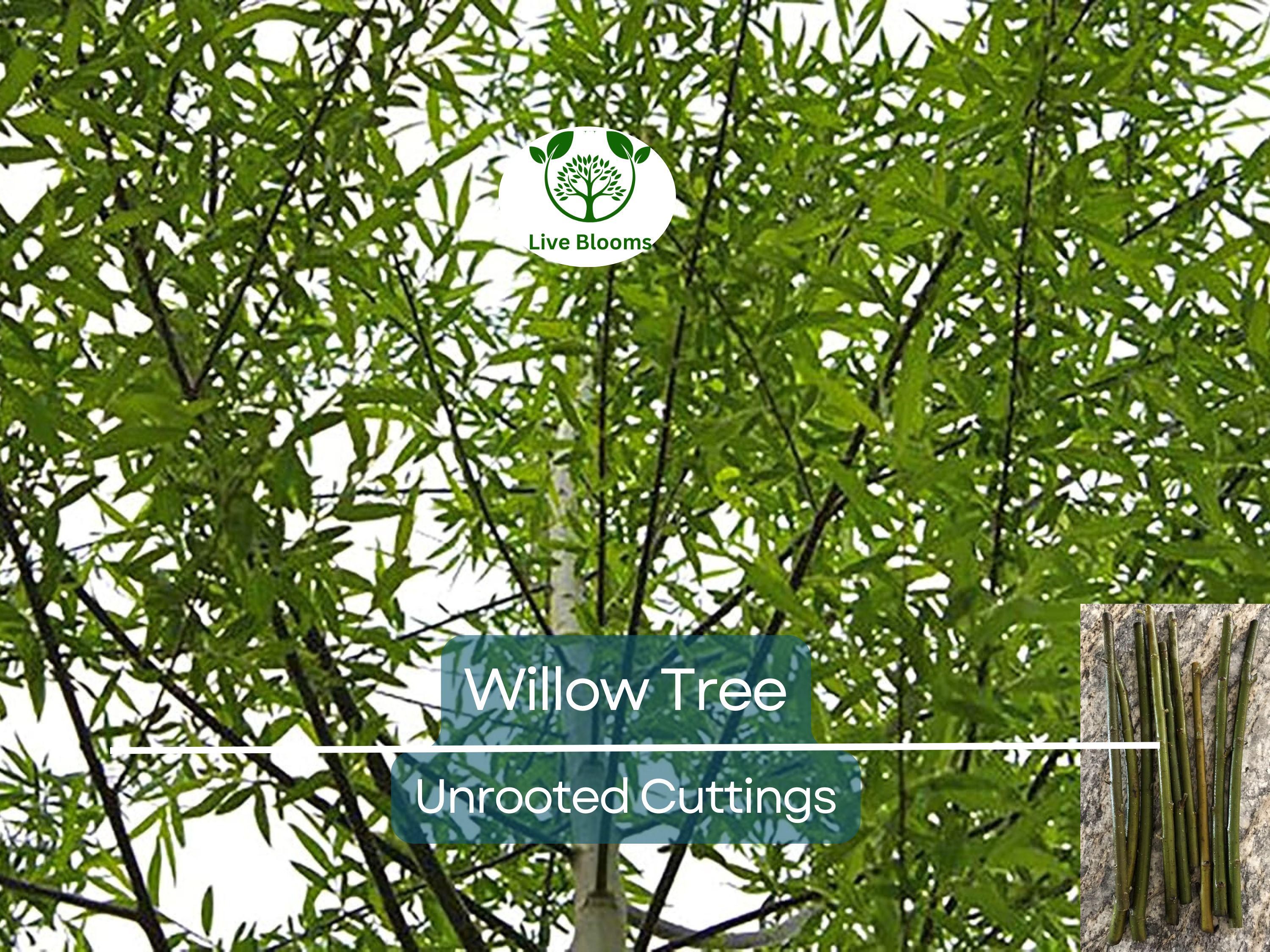 100 Austree Hybrid Willow Tree 8” Unrooted Cuttings – Fast Growing, Easy to Root, Ideal for Privacy Hedges, Salix matsudana x alba