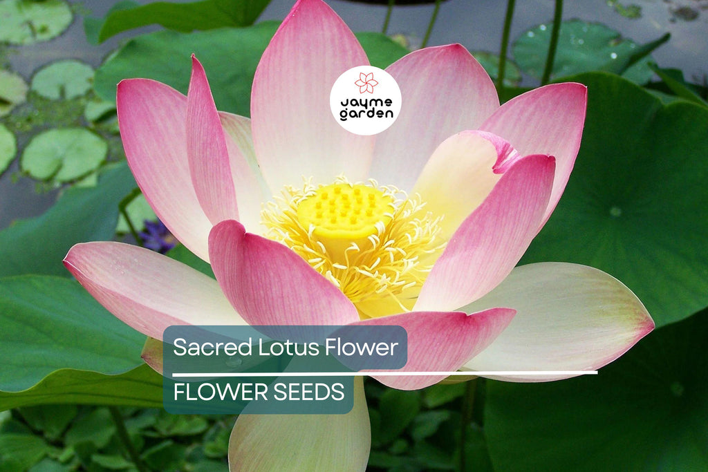 5 Sacred Lotus Flower Seeds (Nelumbo nucifera) – Edible Aquatic Water Lily