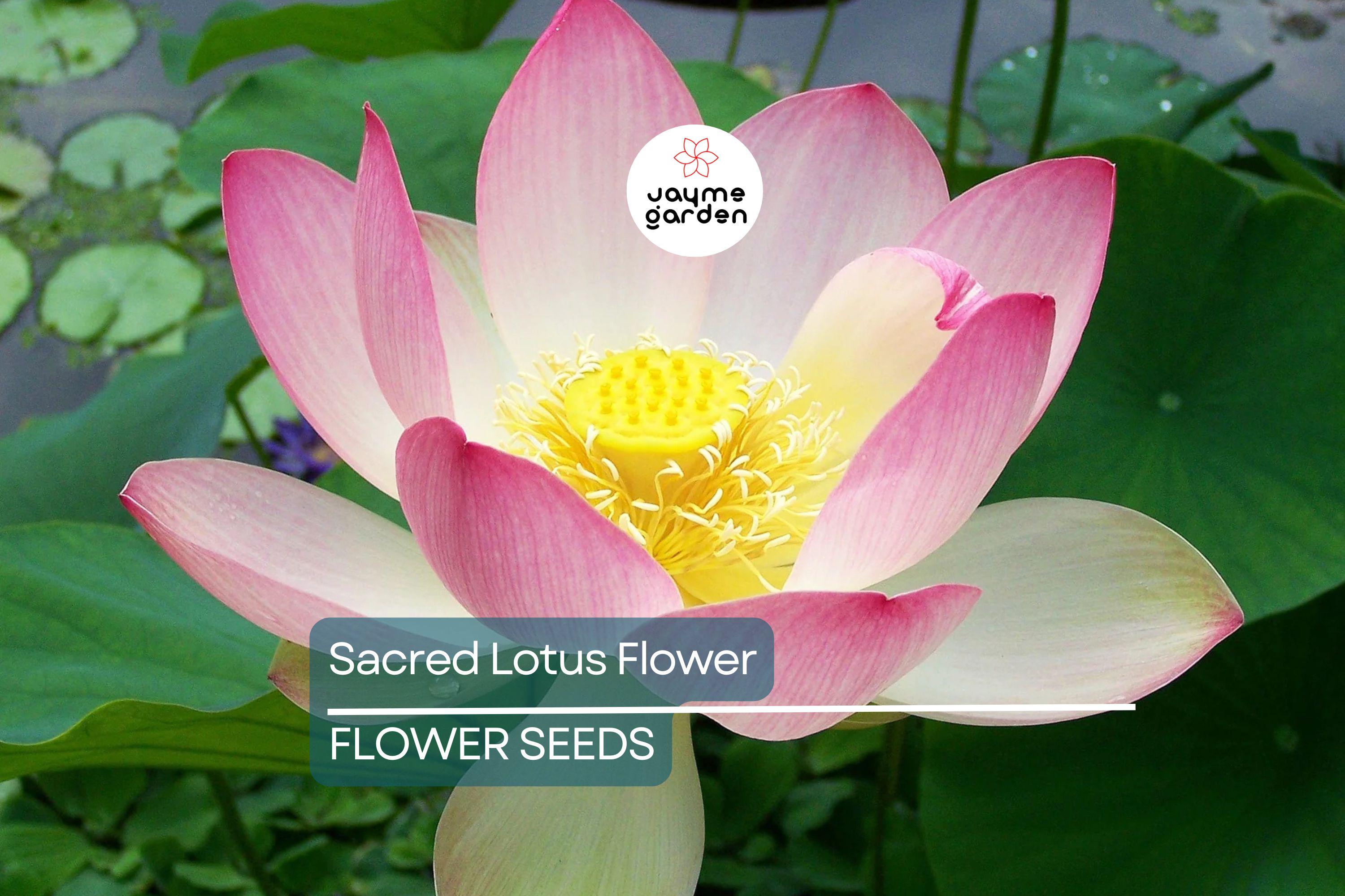 5 Sacred Lotus Flower Seeds (Nelumbo nucifera) – Edible Aquatic Water Lily