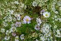 Symphyotrichum praealtum – Willow Aster | 100 Seeds | Native Purple Aster Wildflower | Pollinator Garden Plant