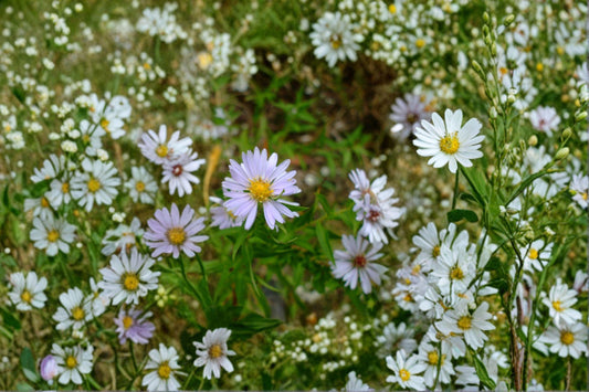 Symphyotrichum praealtum – Willow Aster | 100 Seeds | Native Purple Aster Wildflower | Pollinator Garden Plant