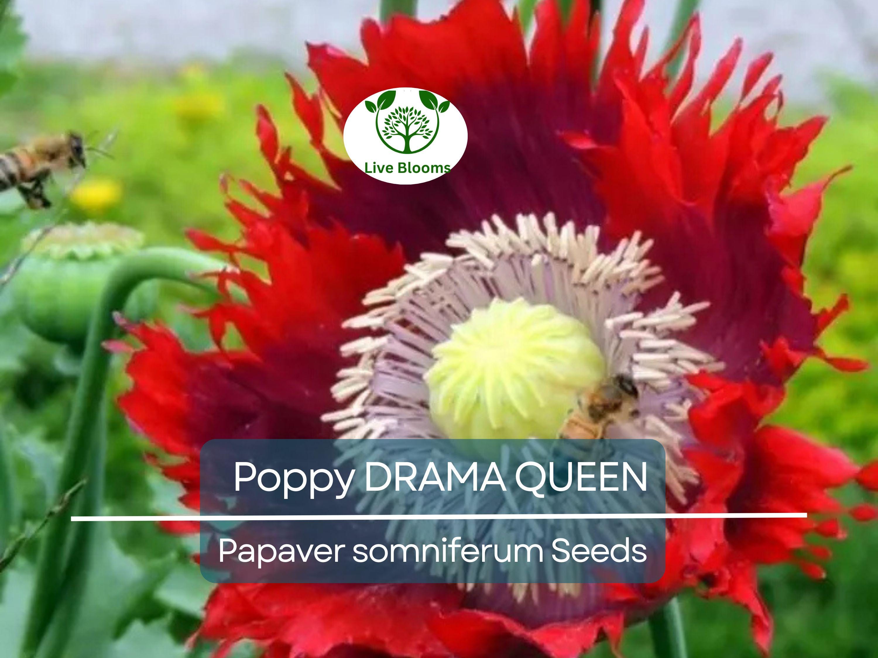 1000 Seeds Poppy DRAMA QUEEN Breadseed Red Purple Flowers, Frilled Edges, Non-GMO, Stunning Ornamental, Edible, Garden & Flower Bed Plant