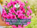 100 Seeds Rose Mallow Tanagra Hot Pink Blooms, Pollinator Attractor, Non-GMO, Hardy Perennial, Vibrant Flowers for Garden