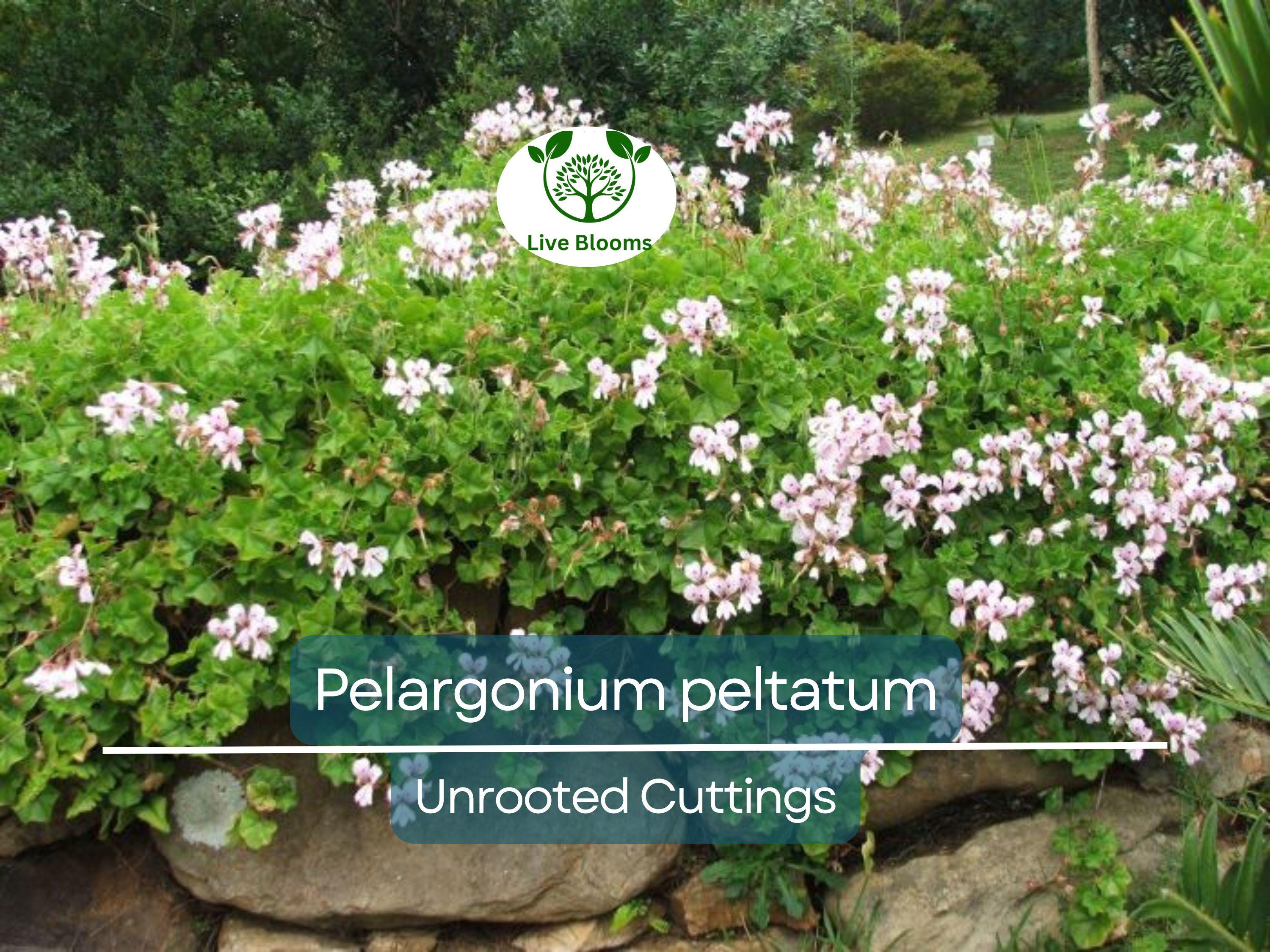 2 White Pink Pelargonium Peltatum Trailing Ivy Geranium Live Plant 6" Unrooted Cuttings, Geranium peltatum, Indoor/Outdoor Hanging Basket