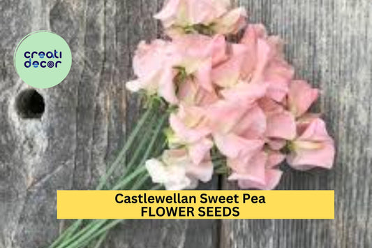 Castlewellan Sweet Pea Seeds – 50+ Bold Magenta Blooms – Climbing Vine for Trellises, Cottage Gardens, Bouquets & Borders – USA