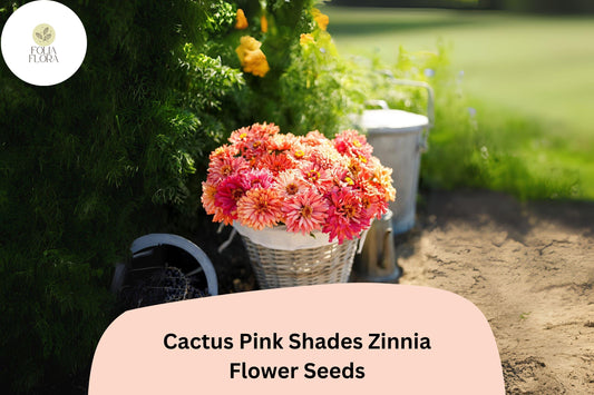 100+ Cactus Pink Shades Zinnia Seeds – Spiky Petal Blooms for Summer Garden & Cut Flowers