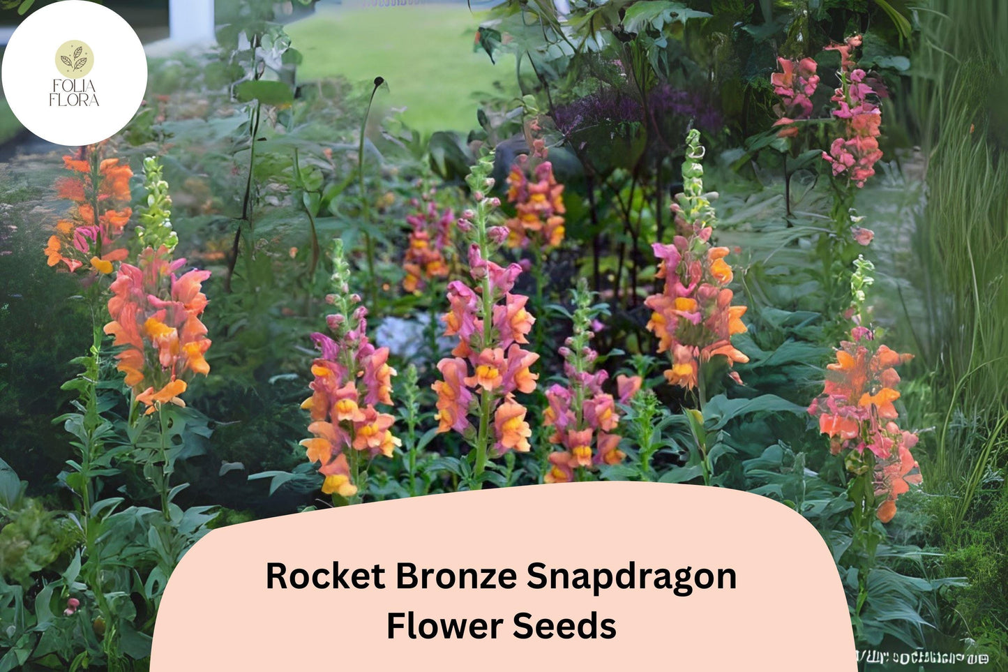 Antirrhinum majus Rocket Bronze Snapdragon Seeds – 1000+ Warm Copper-Toned Blooms for Garden & Cut Flowers