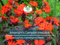 25 Seeds Arkwright's Campion Vesuvius - Non-GMO Perennial, Hummingbird-Friendly, Beautiful Red Blooms, Ideal for Gardens