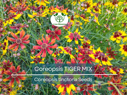 200 Coreopsis Tiger Mix Seeds – Tall Mixed Colors | Organic Perennial Flowers | Coreopsis Tinctoria | Easy to Grow Wildflowers