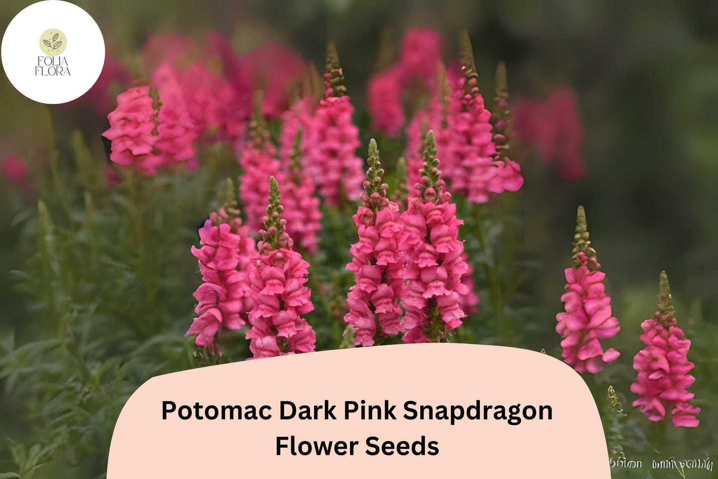 Antirrhinum majus Potomac Dark Pink Snapdragon Seeds – 1000+ Bold Pink Blooms for Garden & Cut Flowers