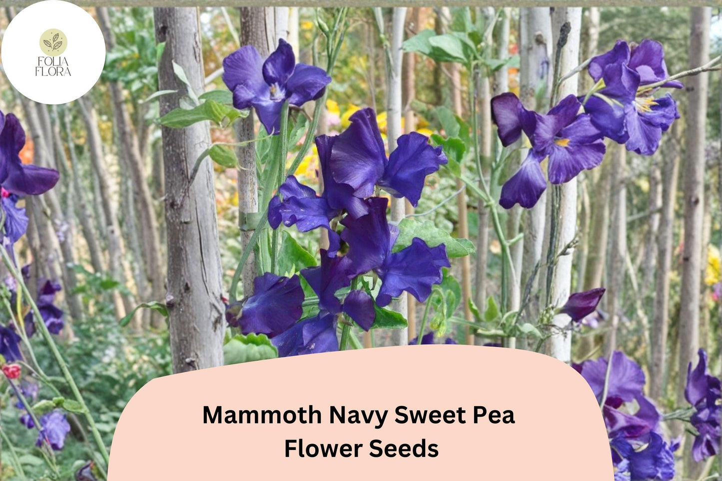 Mammoth Navy Sweet Pea Seeds | Lathyrus odoratus Tall Climbing Flower Vine (50+ Seeds)