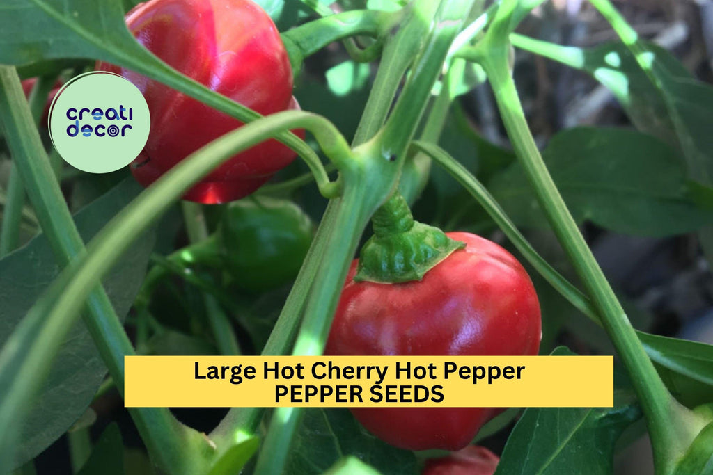 3pcs of 250mg Large Cherry Hot Pepper Seeds – Spicy Round Peppers for Pickling, Sauces, and Home Garden Planting Seeds for Planting