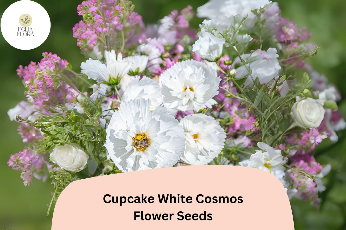 200+ Cupcake White Cosmos Seeds | Cosmos Bipinnatus White Semi-Double Flower Garden Seeds