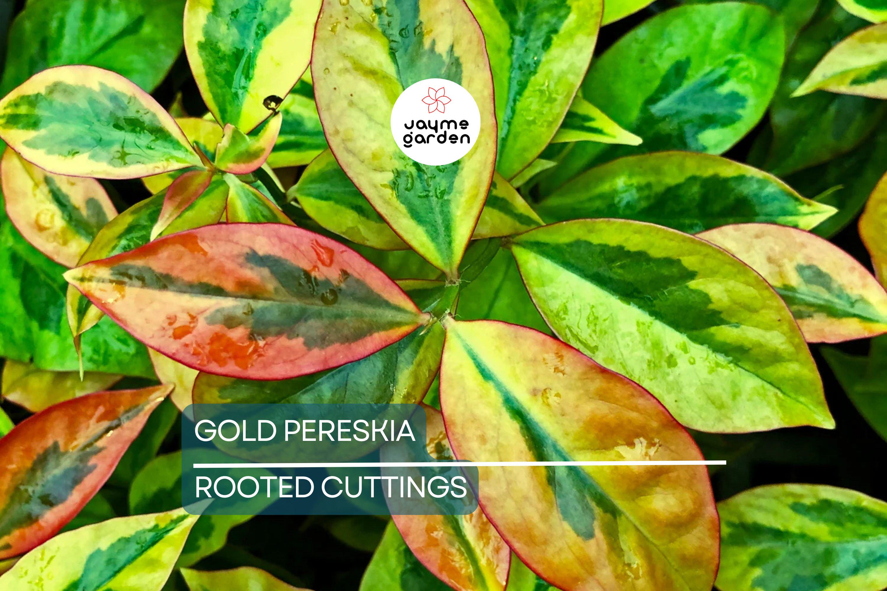 FLOWERING GOLD PERESKIA aculeata Cactus Vine Succulent Plant - 4" Live Rooted Cutting