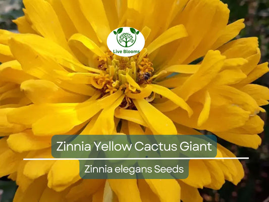 100 Zinnia elegans Yellow Cactus Giant Seeds - Huge Blooms, Non-GMO, Heirloom, Cut Flower Garden, Easy to Grow Annual