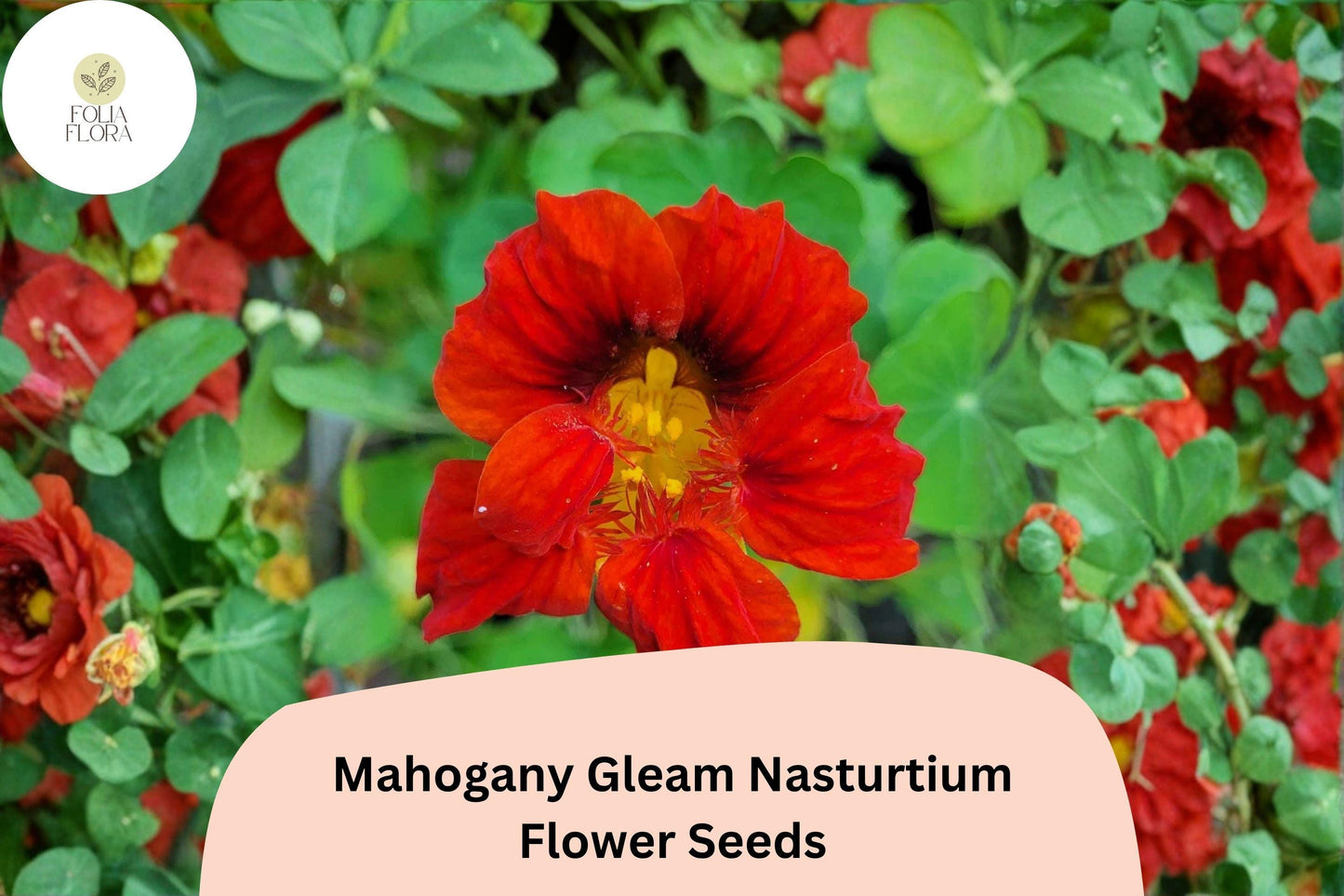 50+ Mahogany Gleam Nasturtium Seeds | Tropaeolum majus | Deep Mahogany-Red Blooms