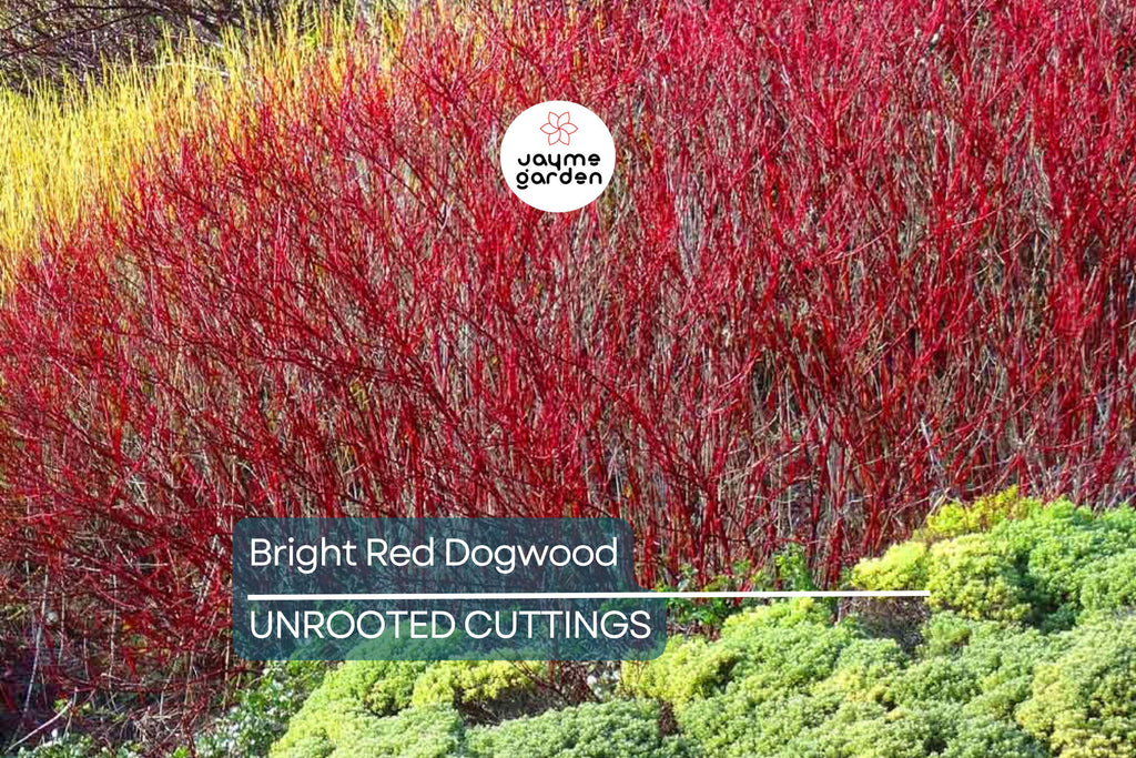 Bright Red Dogwood Cuttings (Cornus sericea) | Easy to Root | Stunning Red Stems | Live Privacy & Landscaping Shrub