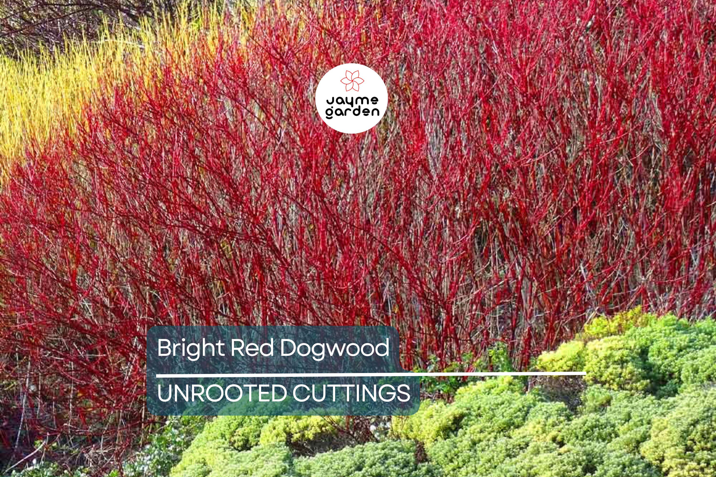 Bright Red Dogwood Cuttings (Cornus sericea) | Easy to Root | Stunning Red Stems | Live Privacy & Landscaping Shrub