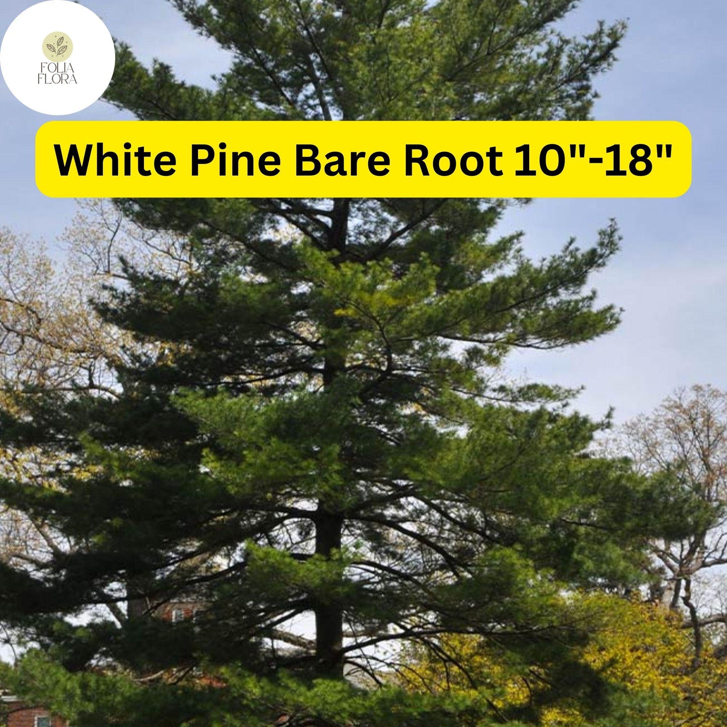 1 White Pine Tree (Pinus strobus) – Live Bare Root Plant 10"-18"