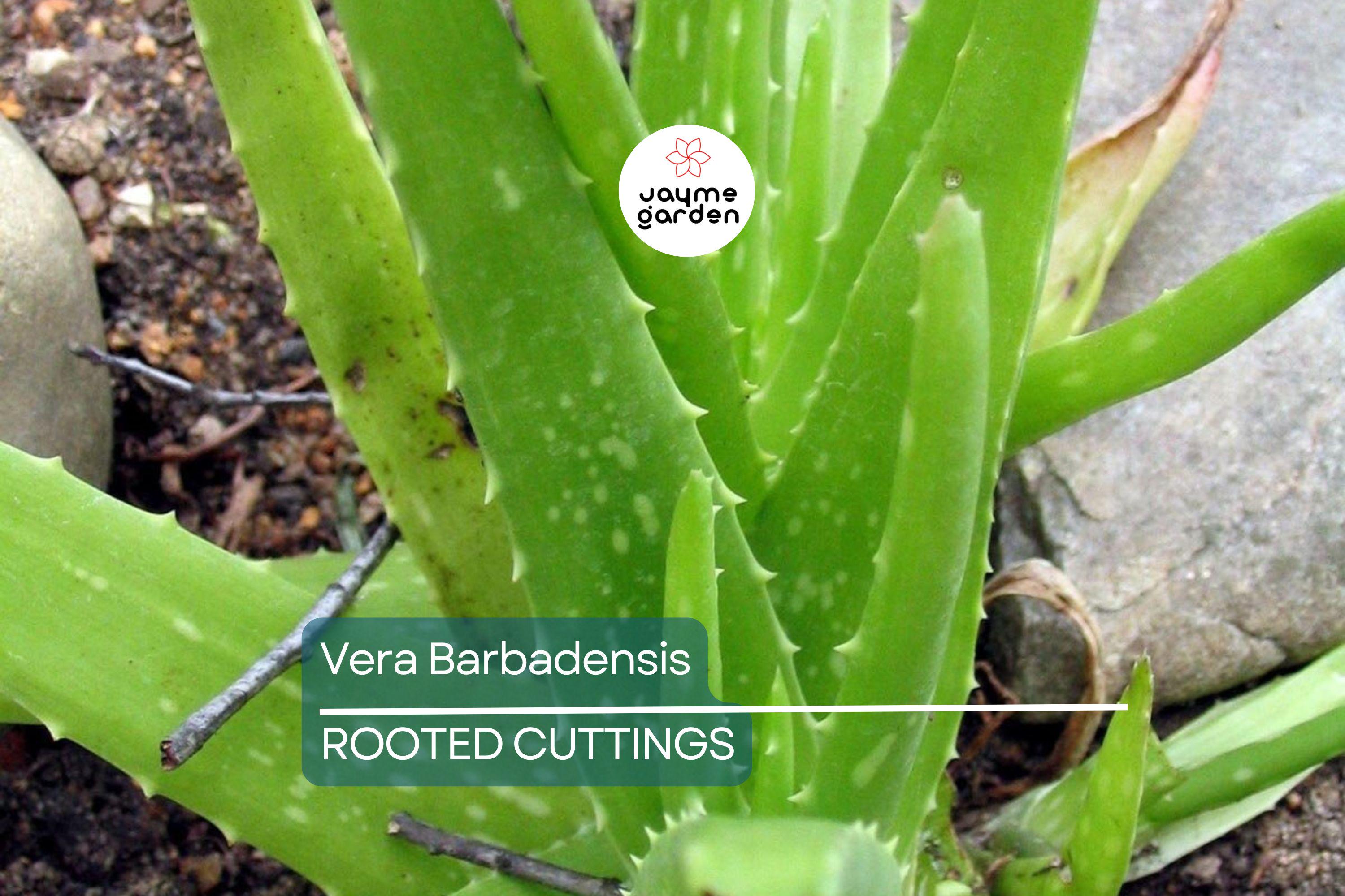 Rooted Aloe Vera Plant with Pot - Small Aloe Barbadensis Live Plant - Easy Care Succulent, Ready to Plant
