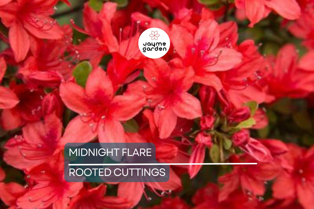 Midnight Flare Azalea | Live Rooted Starter Plant (2-8") | Deciduous Rhododendron Shrub |