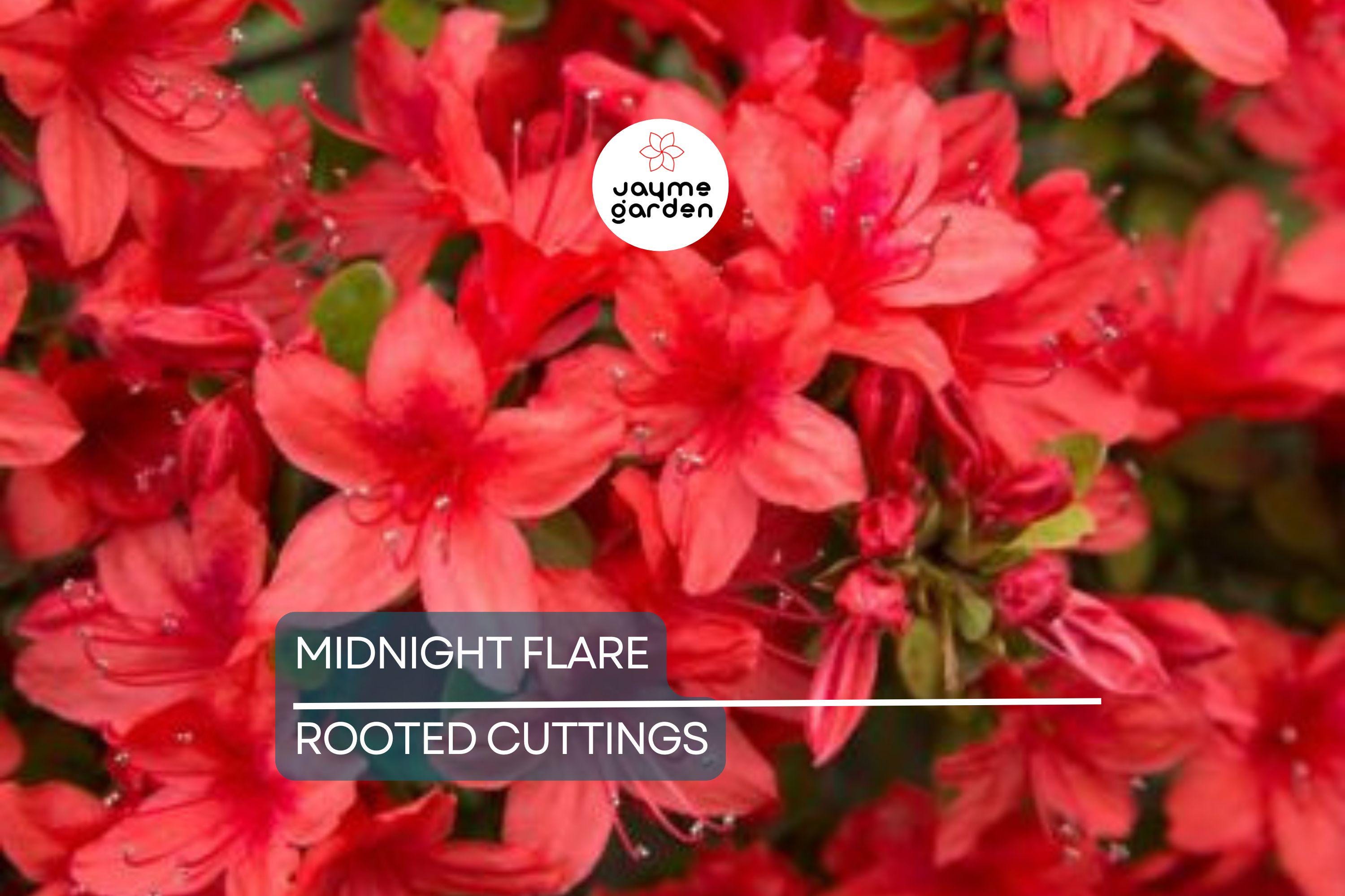Midnight Flare Azalea | Live Rooted Starter Plant (2-8") | Deciduous Rhododendron Shrub |