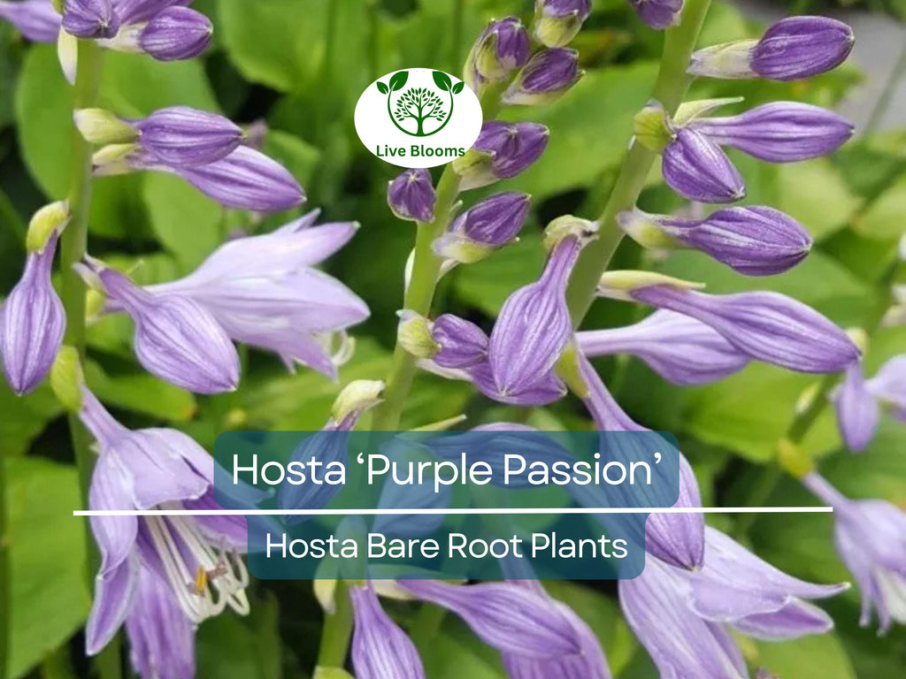 7 Live Hosta Plants – Bare Root “Purple Passion” Variety – Shade Perennial with Green Foliage – Easy to Grow & Hardy