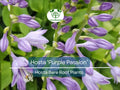 7 Live Hosta Plants – Bare Root “Purple Passion” Variety – Shade Perennial with Green Foliage – Easy to Grow & Hardy