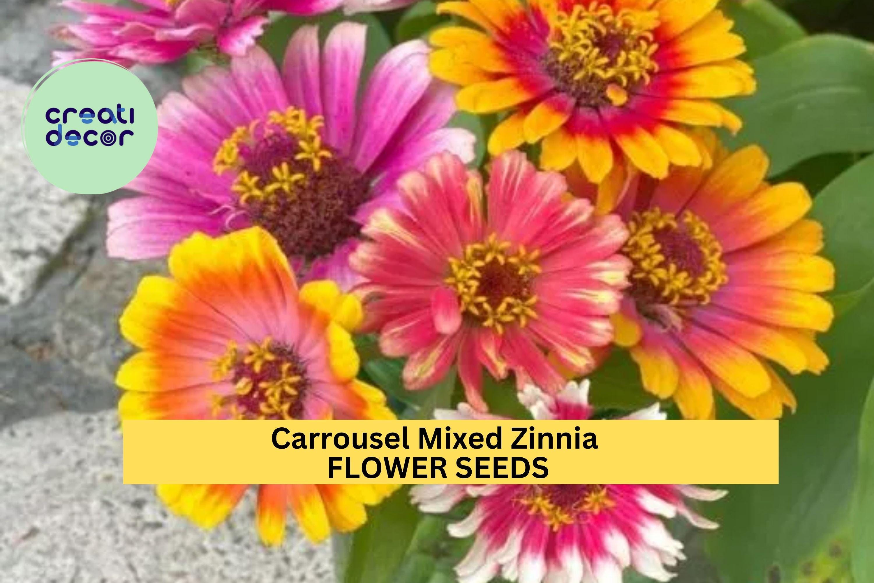 100+ Carrousel Mixed Zinnia Seeds – Bright, Multi-Colored Blooms for Garden Planting, Easy-Grow Annuals for Beds & Bouquets – USA