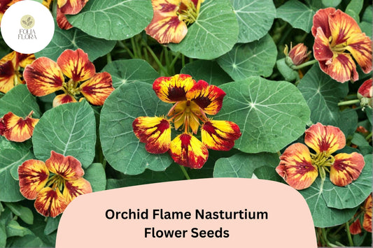 50+ Orchid Flame Nasturtium Seeds | Vibrant Red & Yellow Blooms | Easy Annual Flower for Garden
