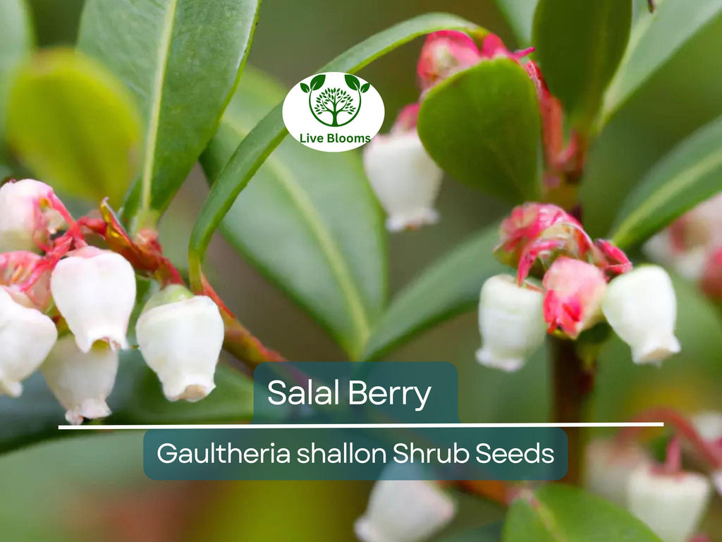 100 Salal Berry Seeds (Gaultheria shallon), Edible Fruits, Evergreen Shrub, Low Maintenance Bush, Wild Berries, Garden Starter, Wildlife