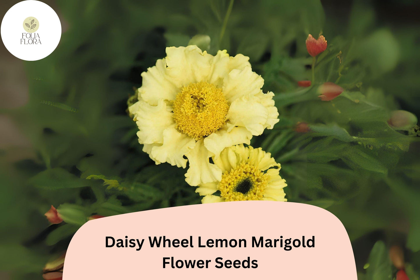 25+ Daisy Wheel Lemon Marigold Seeds | Tagetes tenuifolia | Compact Lemon-Yellow Marigold Flowers for Garden Planting