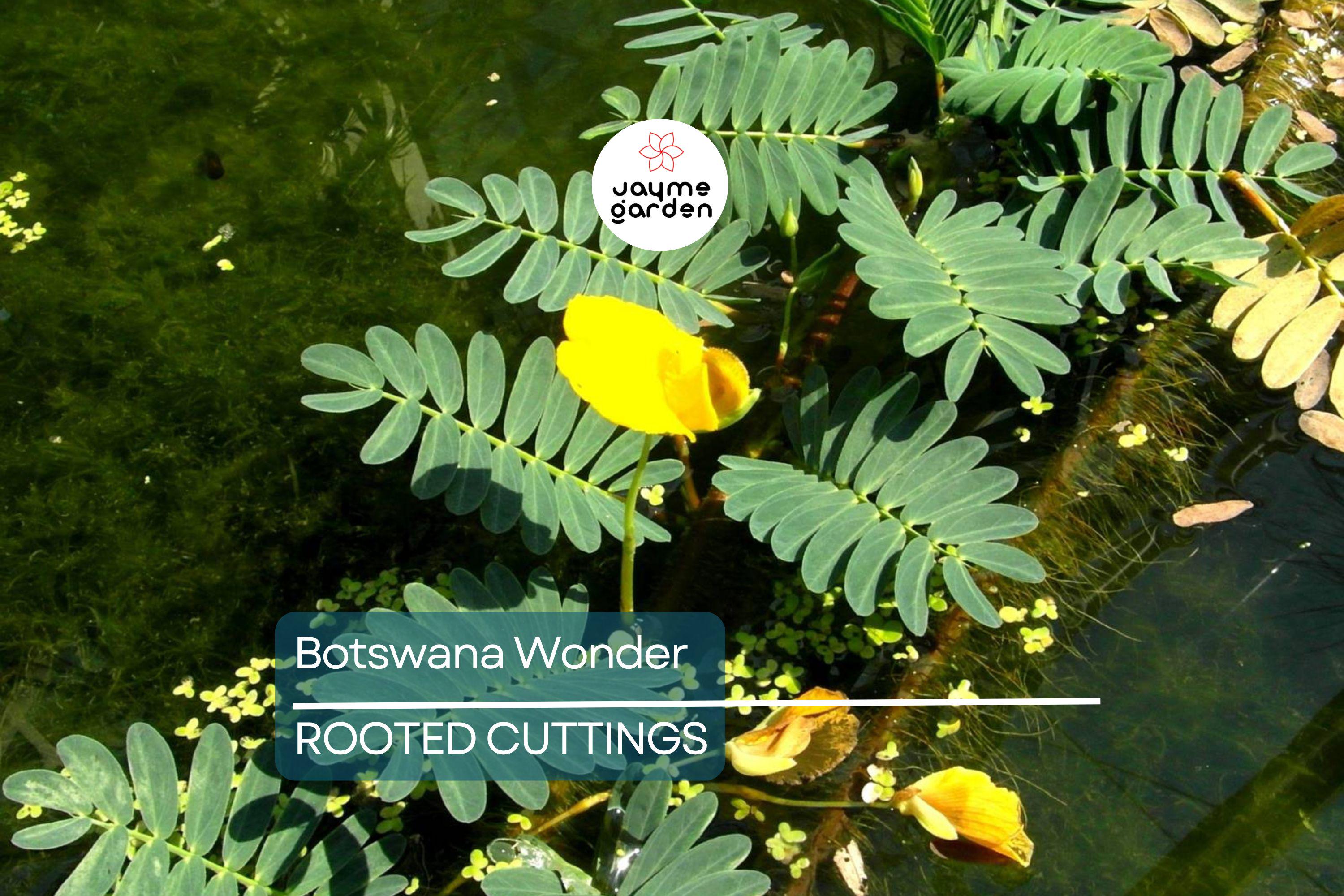 Botswana Wonder Sensitive Plant – Aeschynomene Fluitans | Tropical Aquatic Pond Plant | Floating Plant with Yellow Flowers