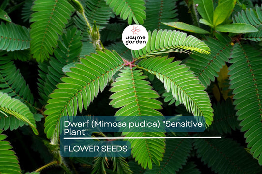 10 Seeds of Dwarf Sensitive Plant (Mimosa pudica) – Touch-Responsive Houseplant