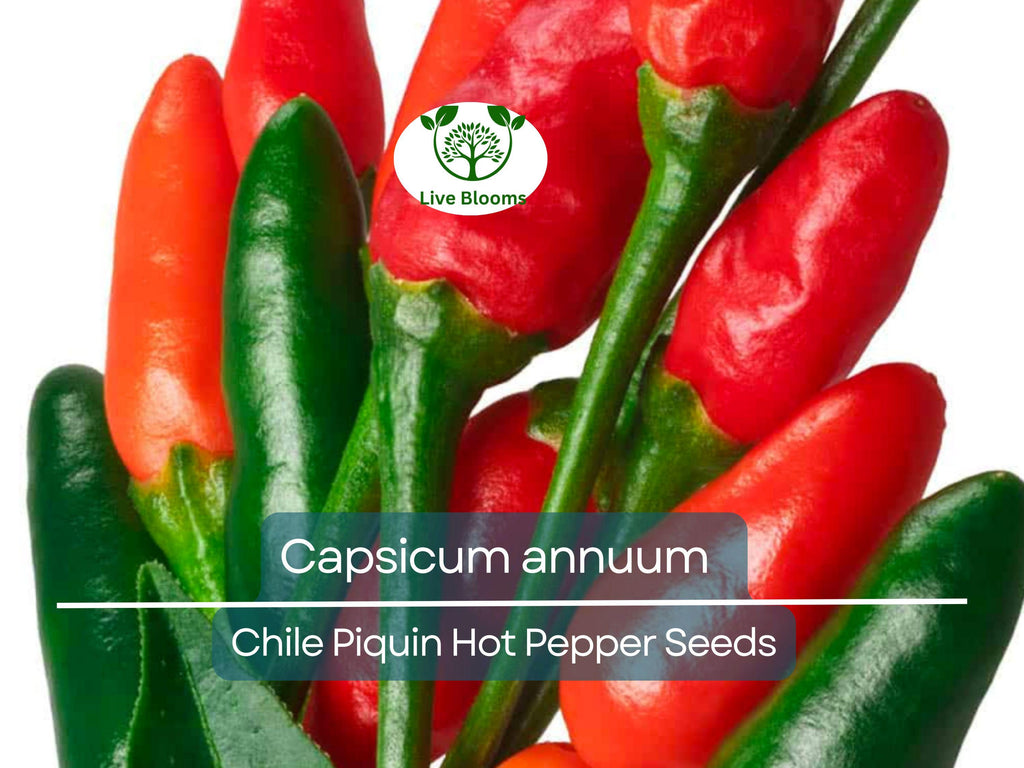 30 Seeds Chile Piquin Hot Pepper – Capsicum annuum | Heirloom Tiny Chili Peppers for Planting, Gardening & Spicy Culinary Use