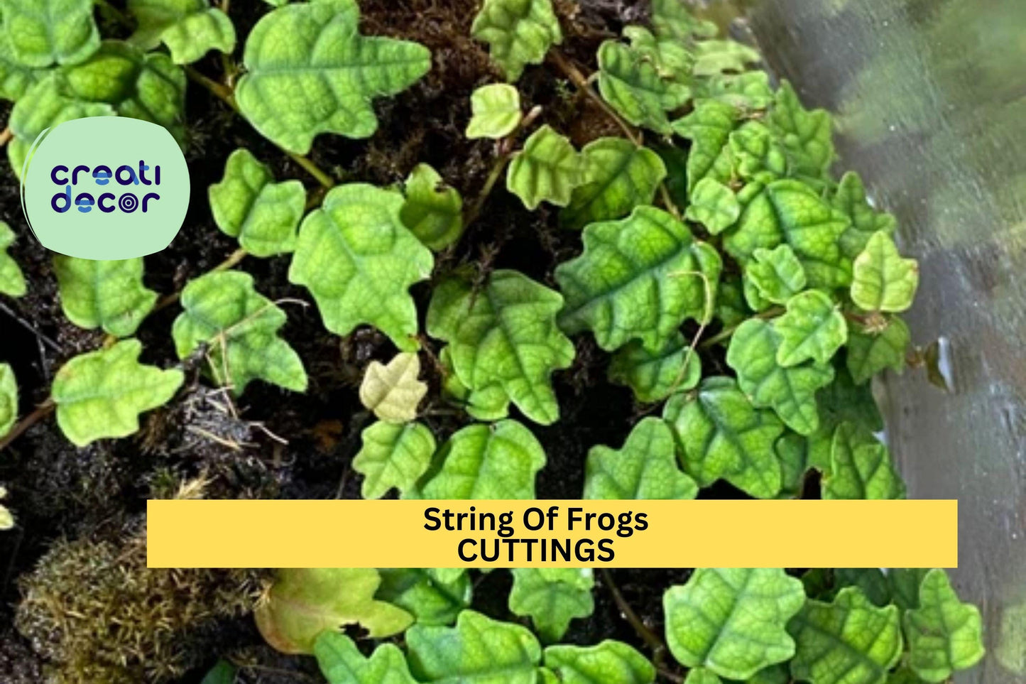 1 String of Frogs Cutting in Propagation Cup | Ficus Pumila Quercifolia | Oak Leaf Mini Creeper | Rooting in Moss