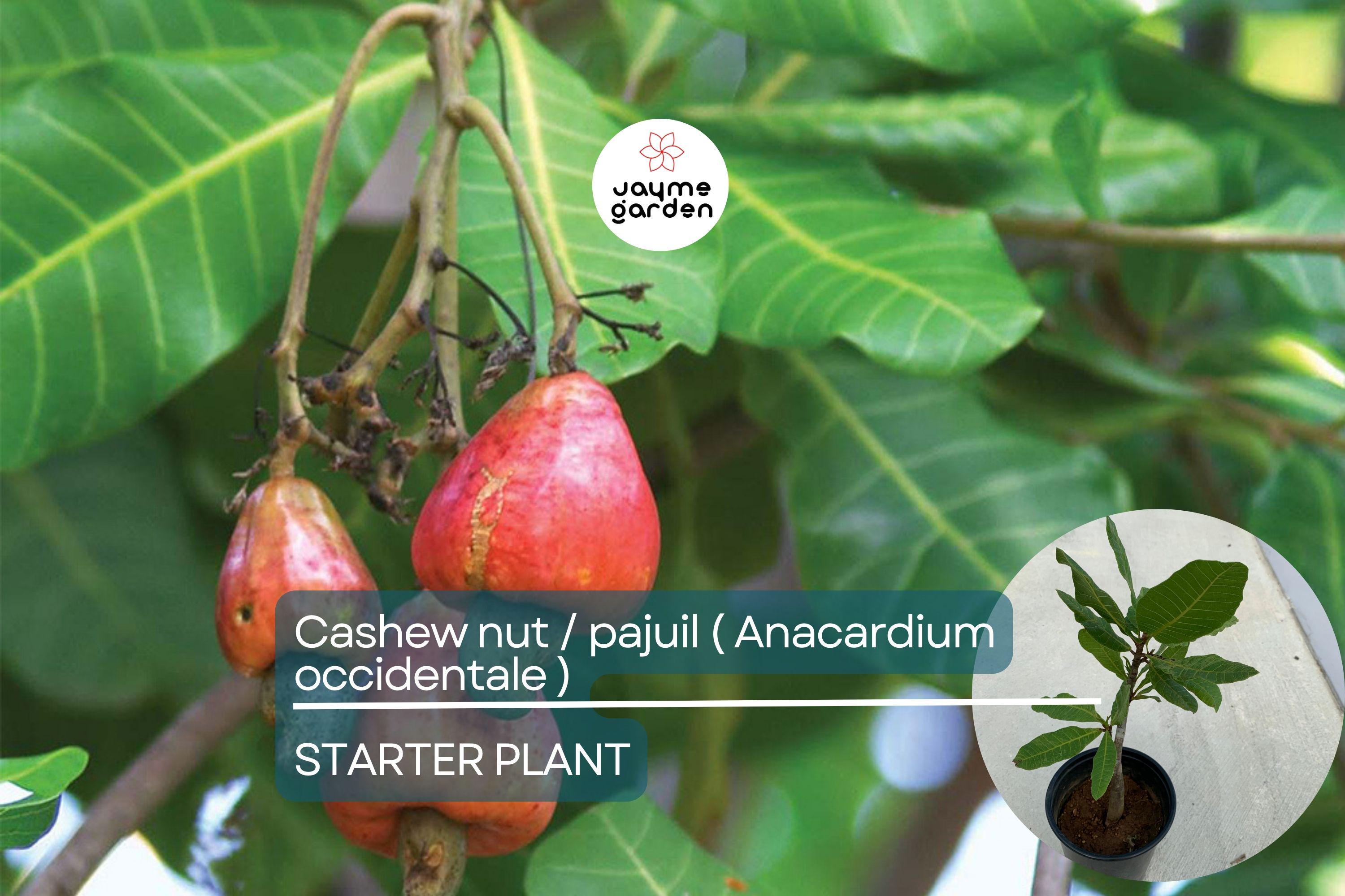 Cashew Nut Tree 12"-18" - Live Anacardium occidentale Tree | Tropical Nut & Fruit Tree for Gardens | Starter Plant