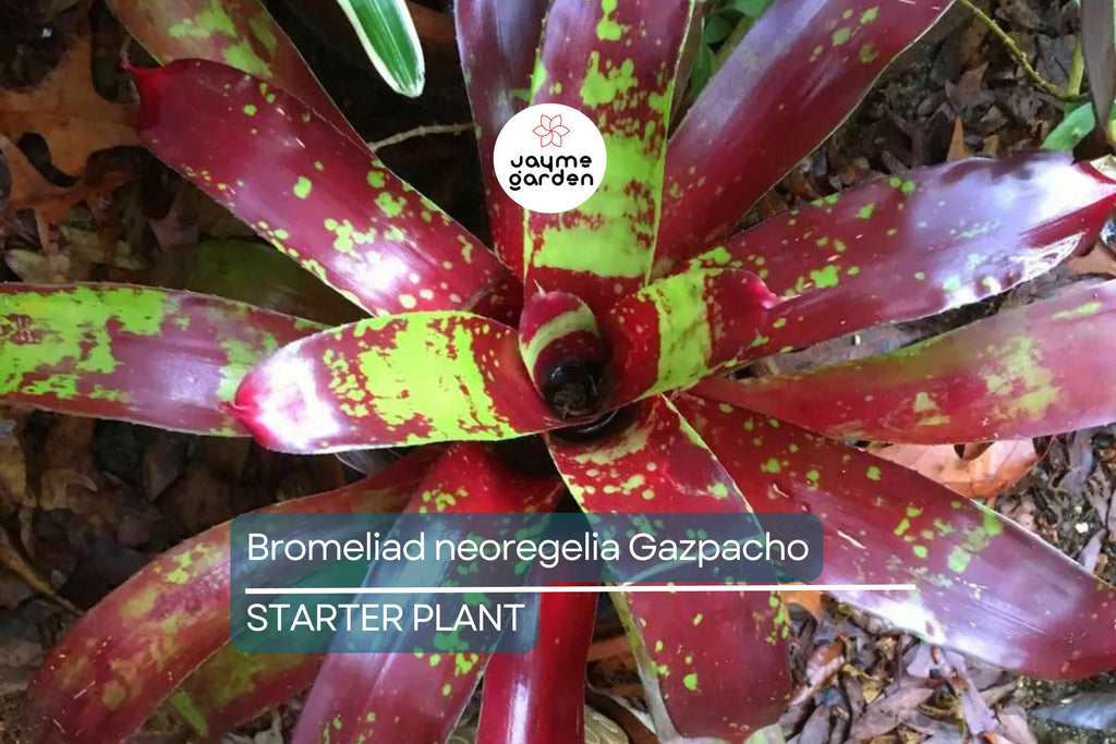 Bromeliad Neoregelia Gazpacho Starter Plant | Exotic Tropical Plant | Red & Orange Leaves | Live Seedling | Indoor/Outdoor