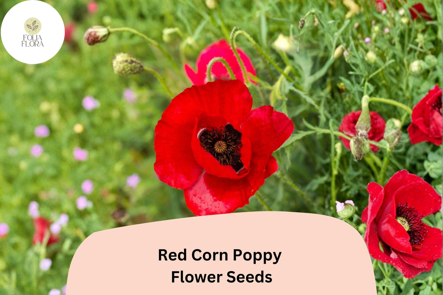 200+ Red Corn Poppy Seeds for Garden Planting – Bright Red Blooms, Easy to Grow Wildflower Perennial